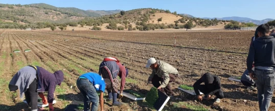 Tıbbi ve Aromatik Bitki Üretimi