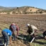 Tıbbi ve Aromatik Bitki Üretimi